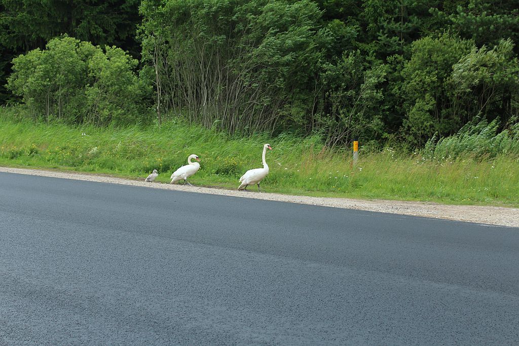 Swan family