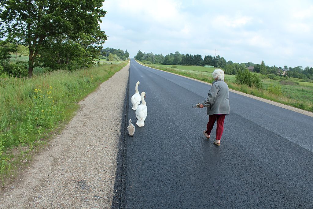 Lady helping to lead swans to the lake