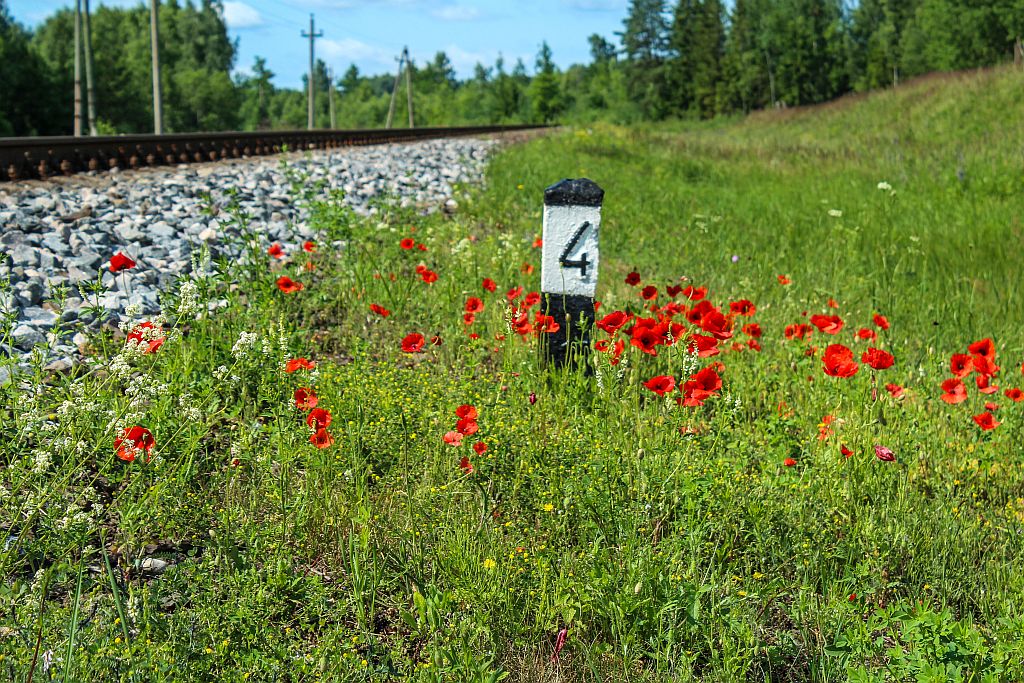 Poppy field near Skrunda Railway
