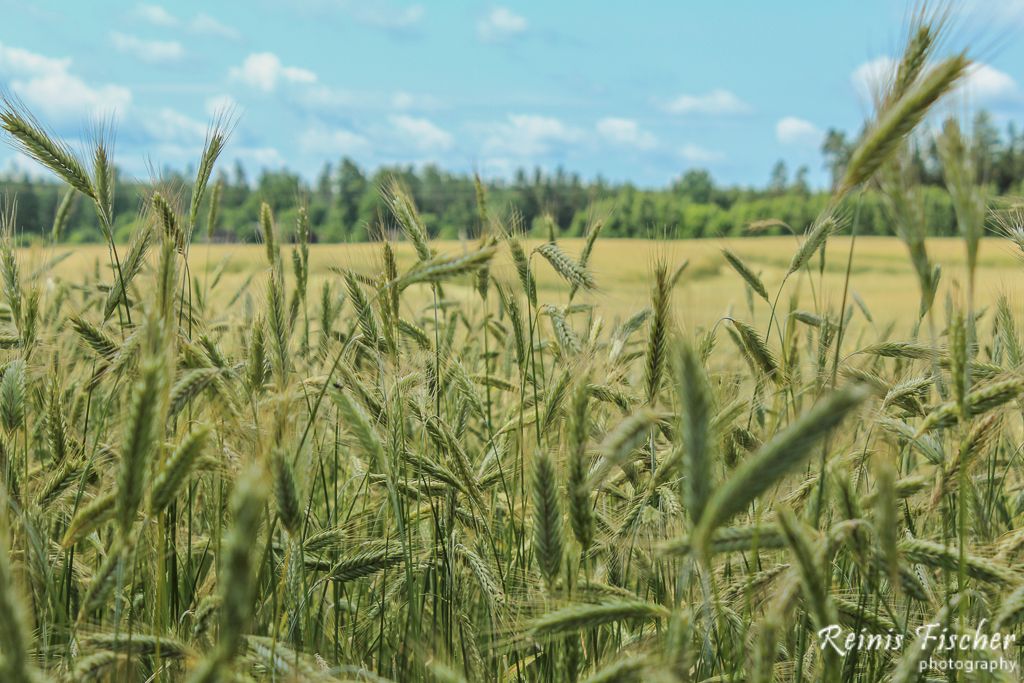 Cornfield in Latvia