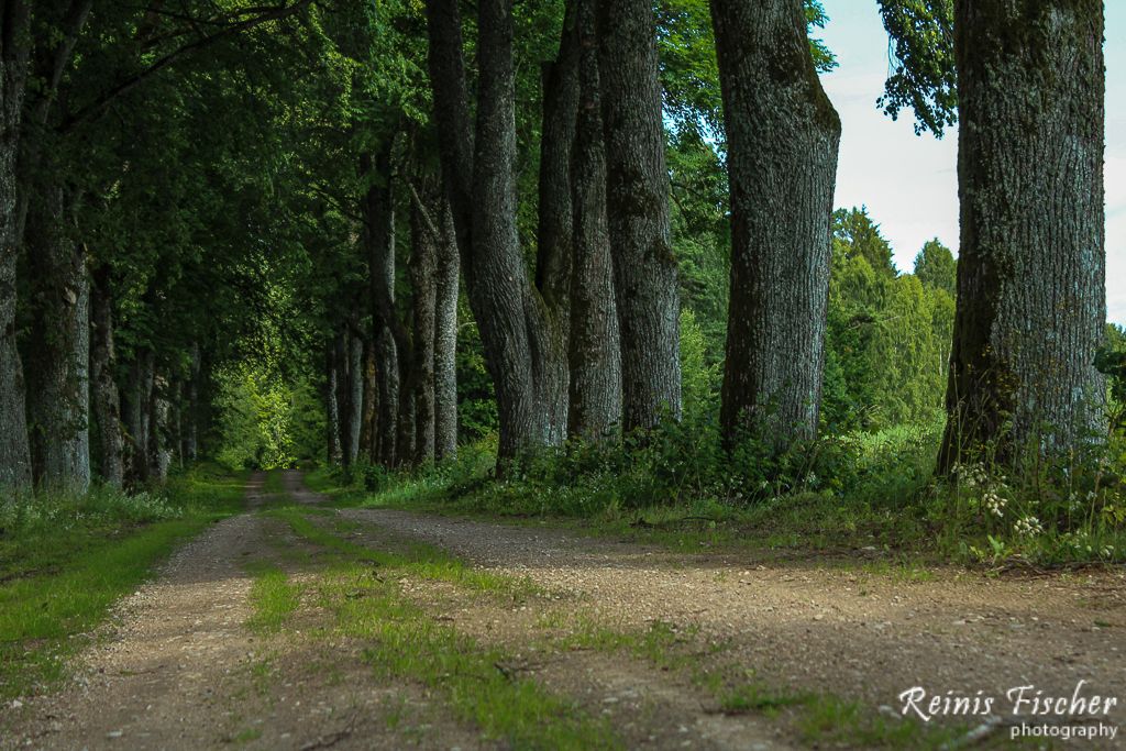 Ancient trees alley