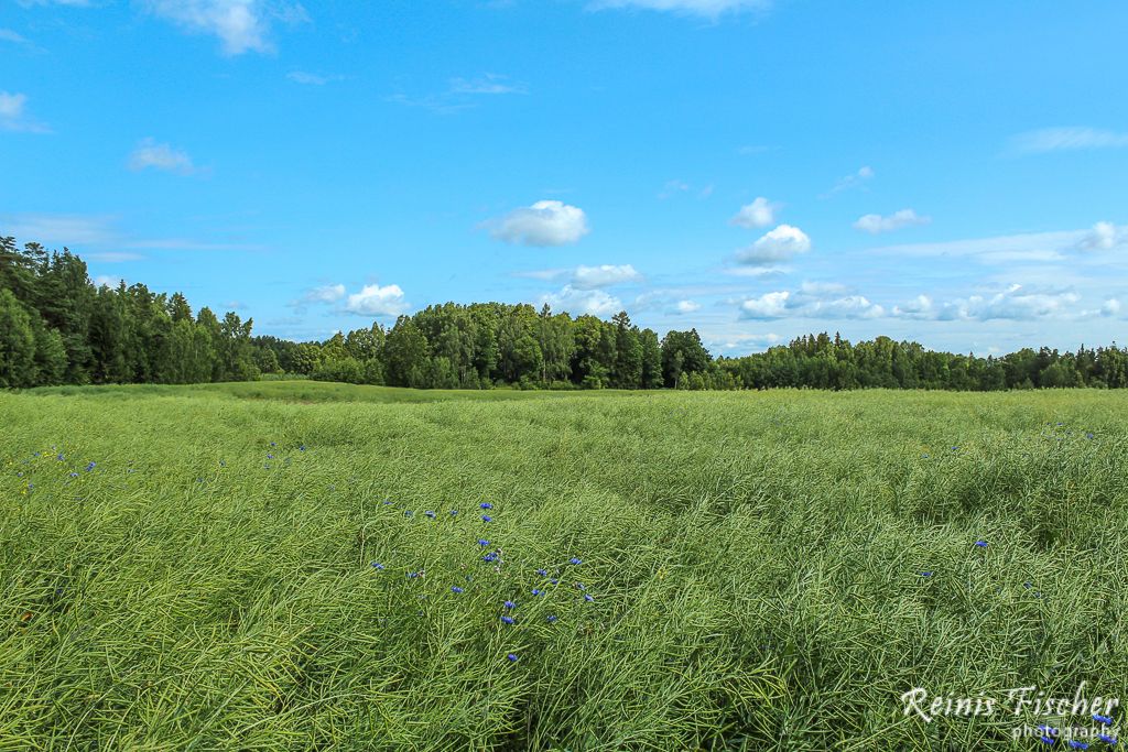 Cornflower field in Latvia