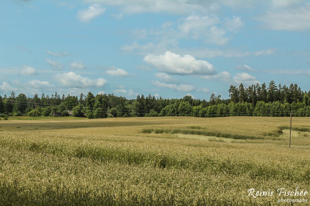 Cornfield