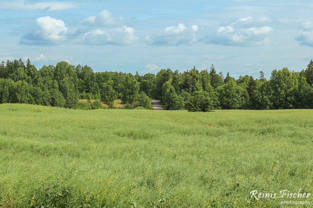 Cornfield