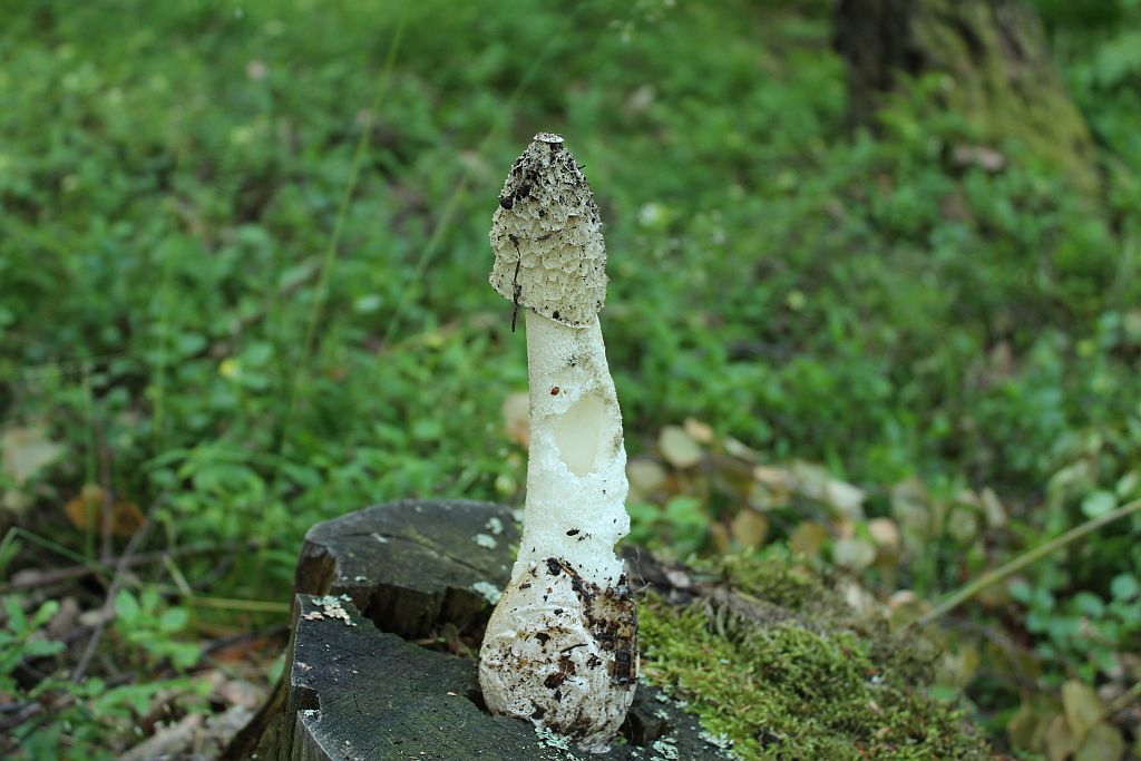 Phallus impudicus