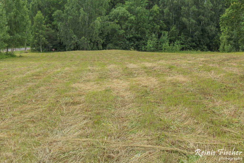 Freshly cut hay