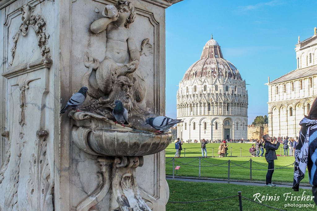 Pigeons at Pisa