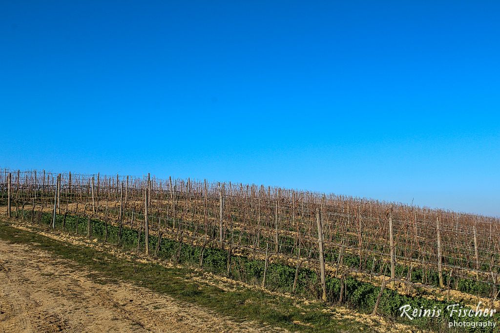 Vineyards in Winter in Tuscany, Italy