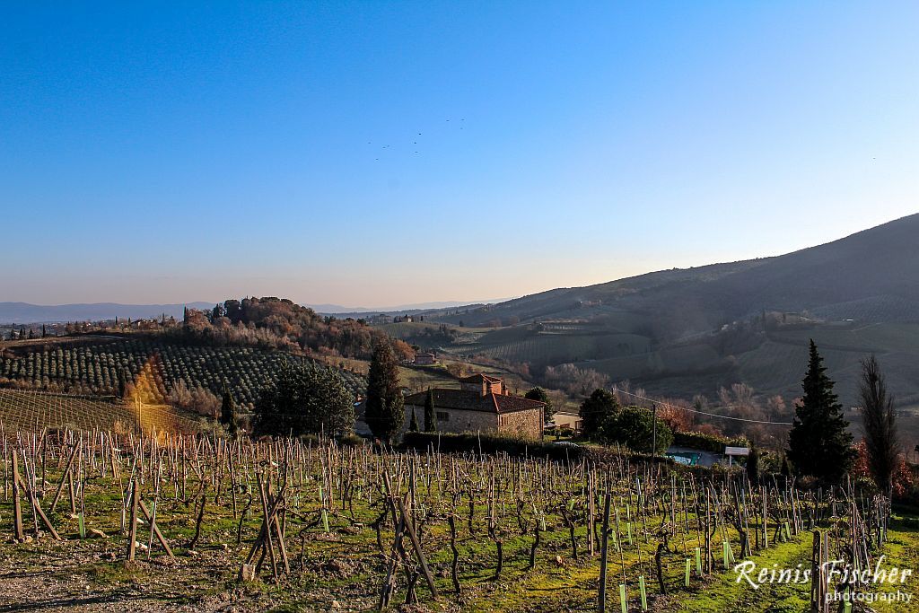 Vineyards in Tuscany region