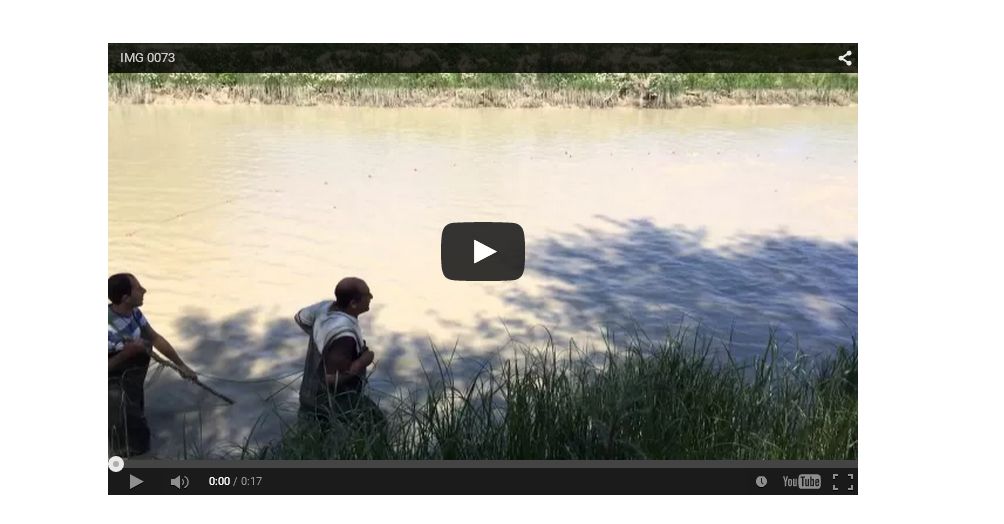 Embedded Video