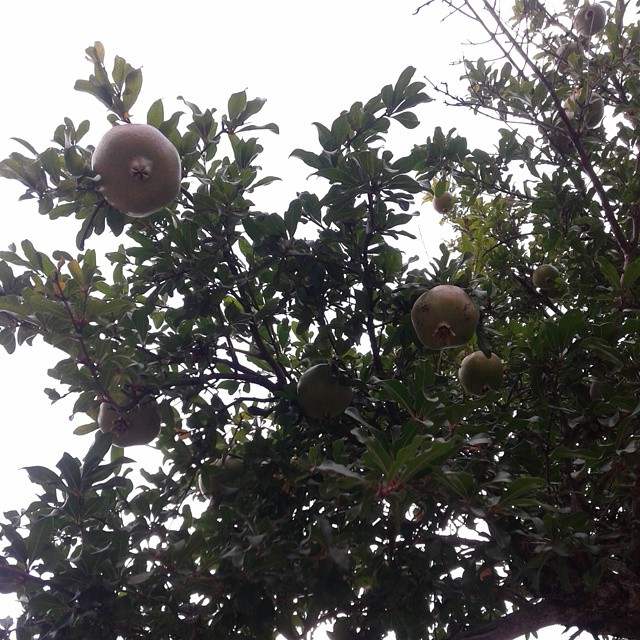 Pomegranates 