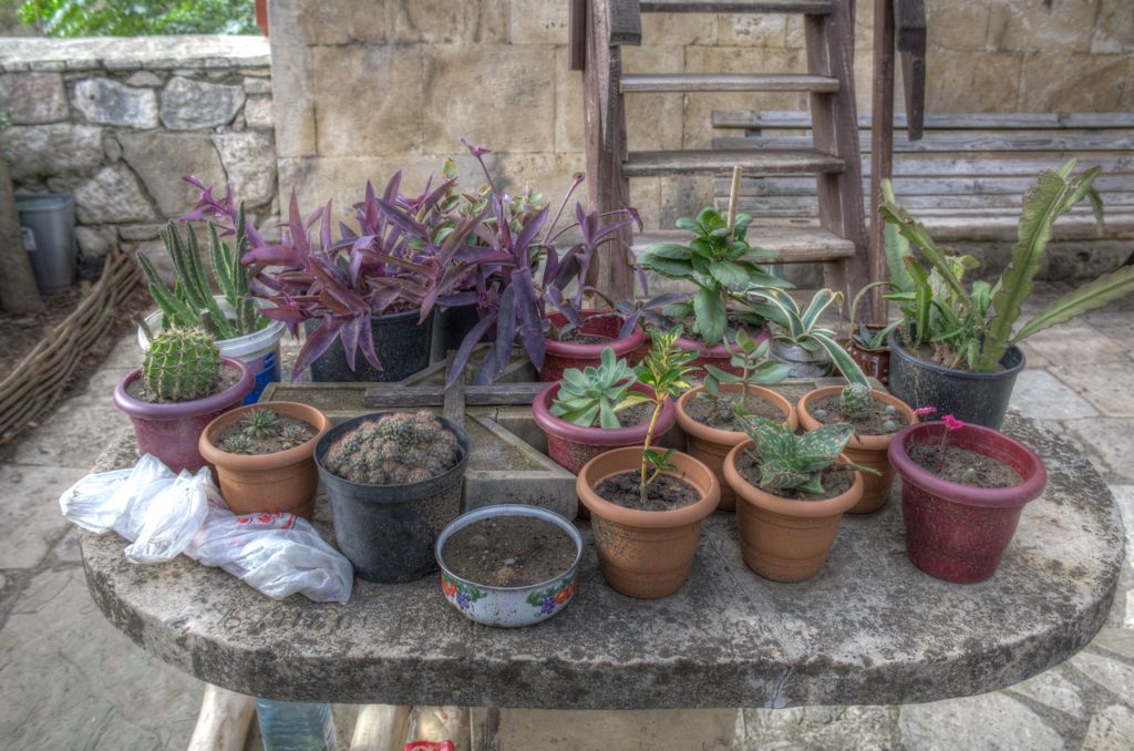 Plants at Motsameta monastery