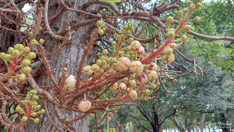 At Viharamahadevi Park