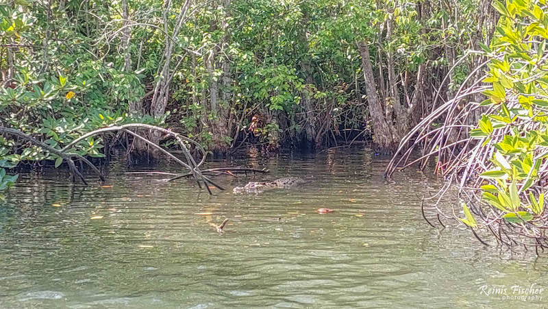 Crocodile at the Madu Ganga river