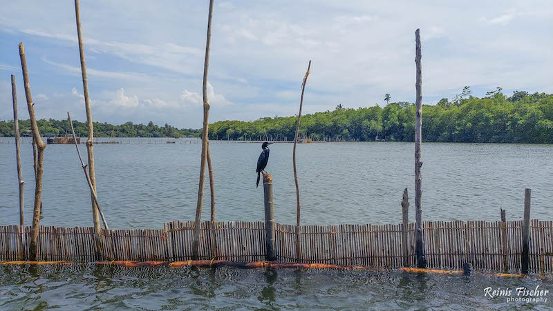 Bird watching at Madu Ganga river