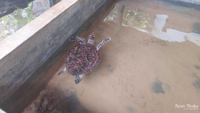 Turtle in the pool