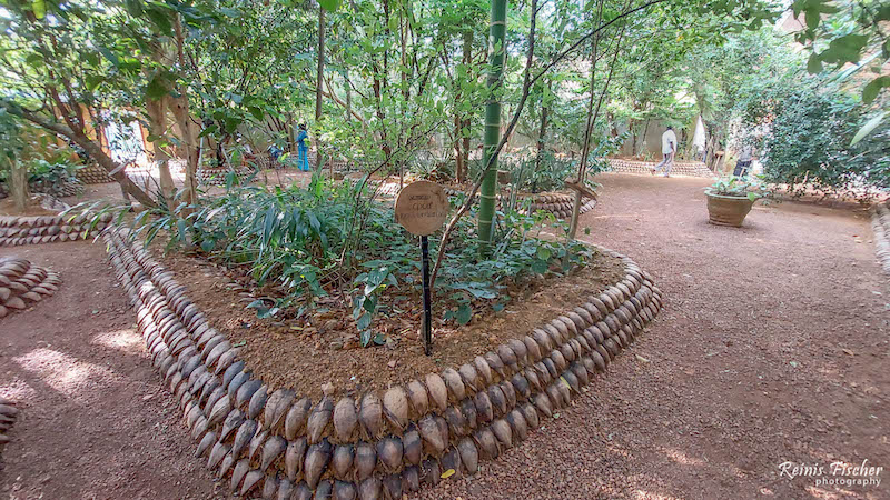 Spice and herbal garden near Bentota, Sri Lanka
