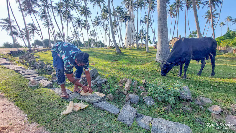 Coconut and cow