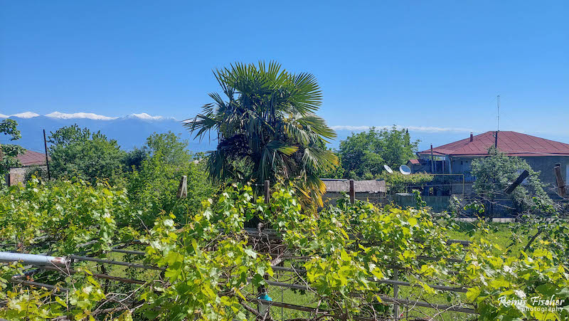 Garden view from Terrace