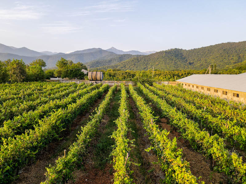 Vineyards at Chateau Bruale in Georgia