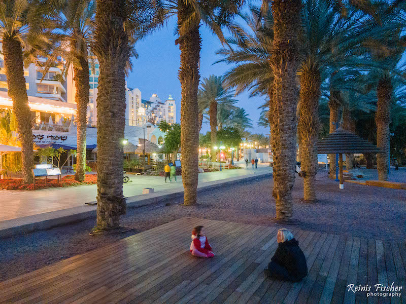 Palms in Eilat