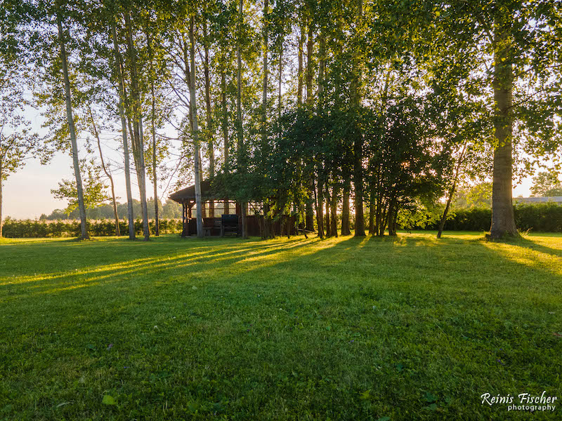 birch coppice