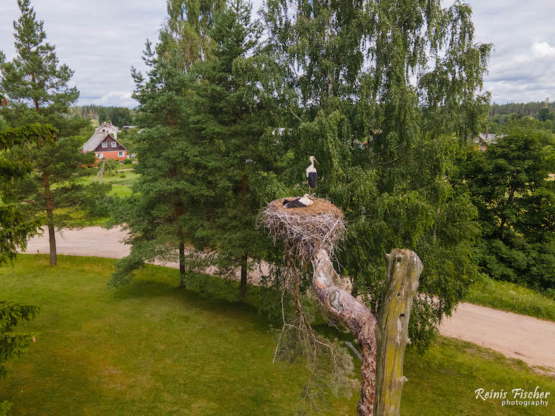 Stork nest near the Velēna church