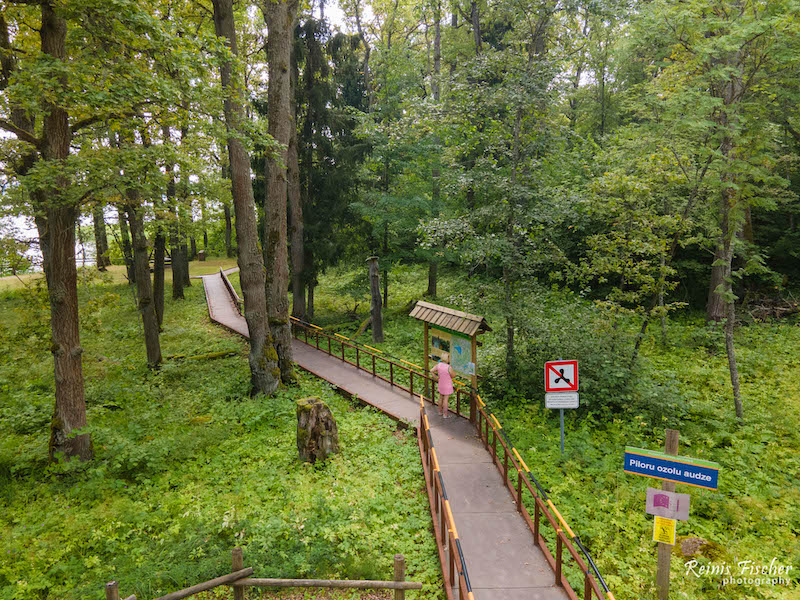 Pilori Oak grove in Latgale