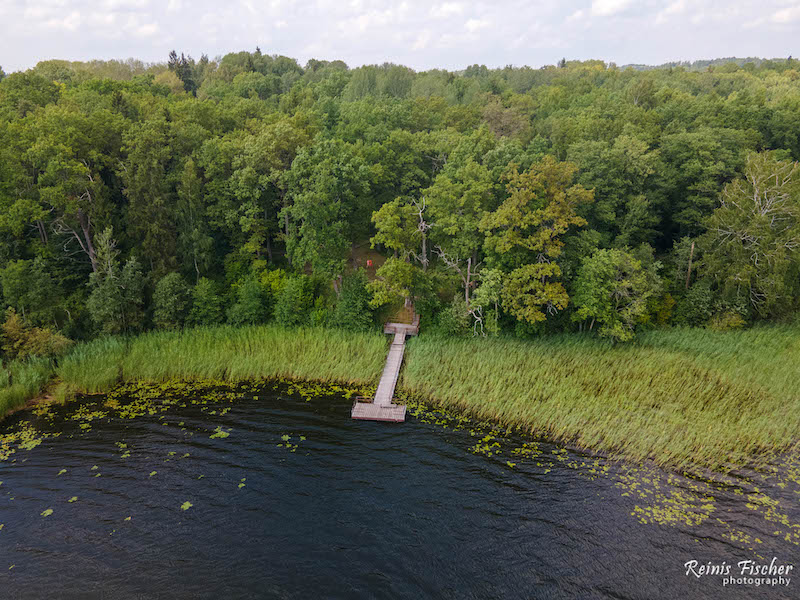 Lake Ežezers bear Pilori oak grove