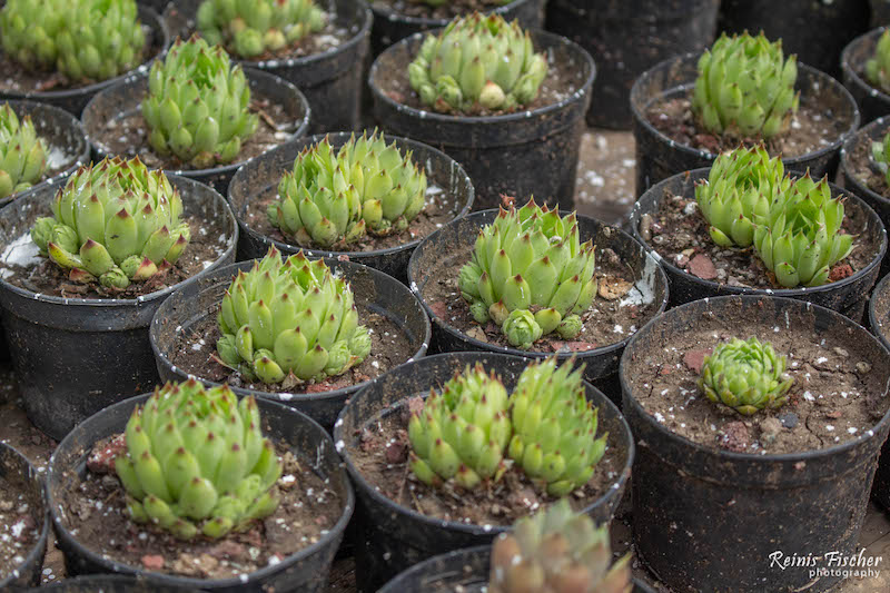 Succulents at Gardenia flower plant in Tbilisi