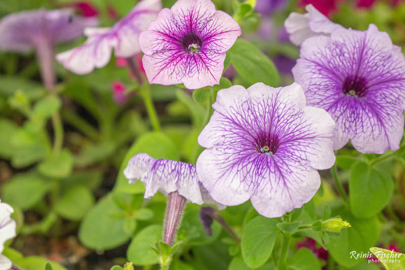 Flowers at Gardenia Sheverdnadze