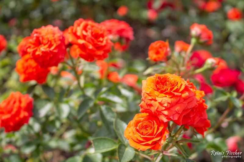 Roses at Gardenia Shevardnadze