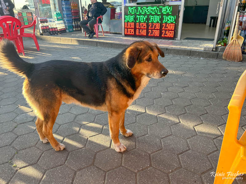 Stray dog at Sarpi village