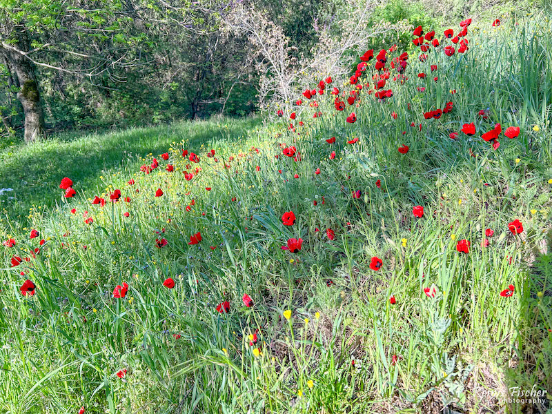 Poppy fields at Mtatsminda mount