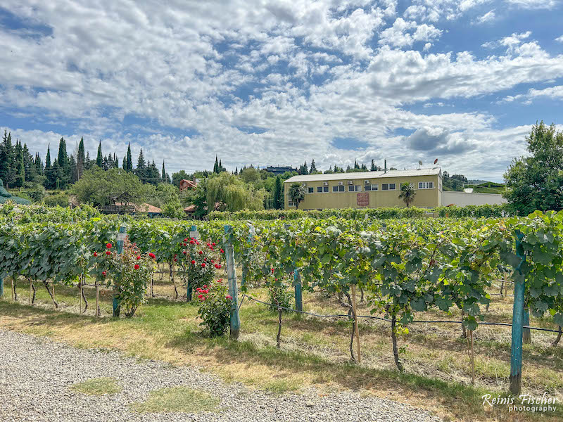 Vineyards at Shumi vinery