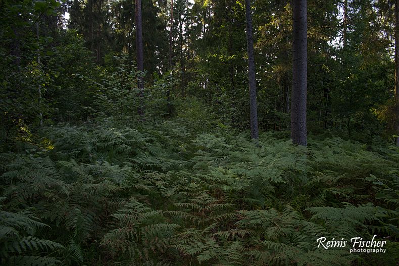 Ferns in the woods