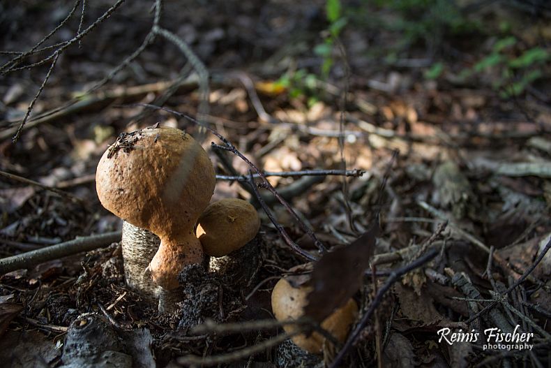 Red-Capped Scaber Stalks