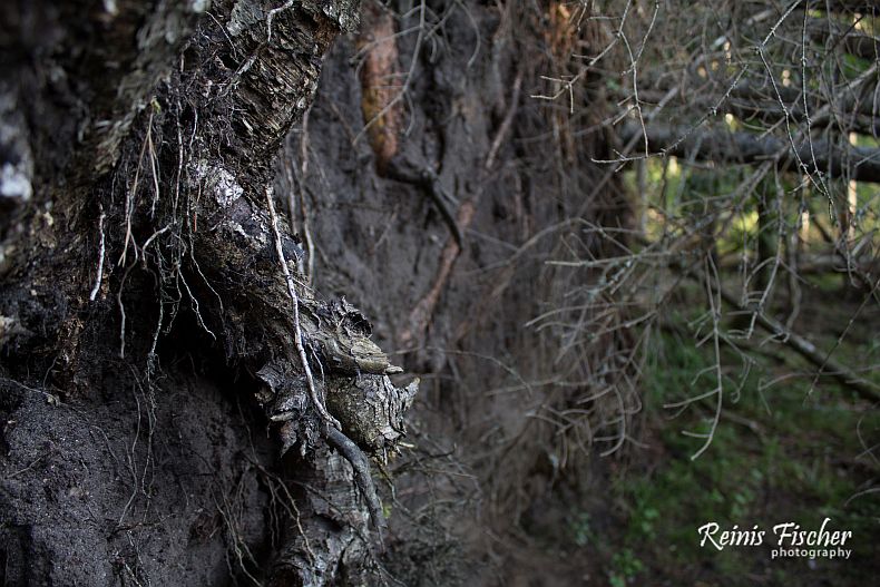 Dumped tree stump