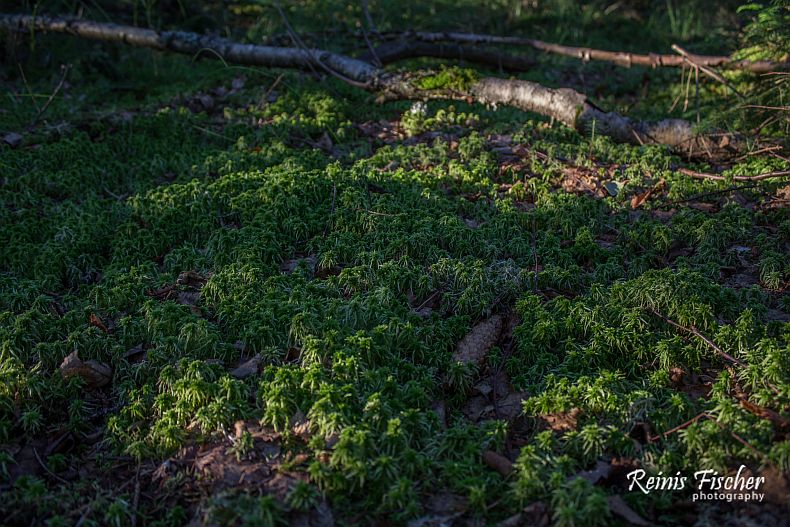 Bog forest