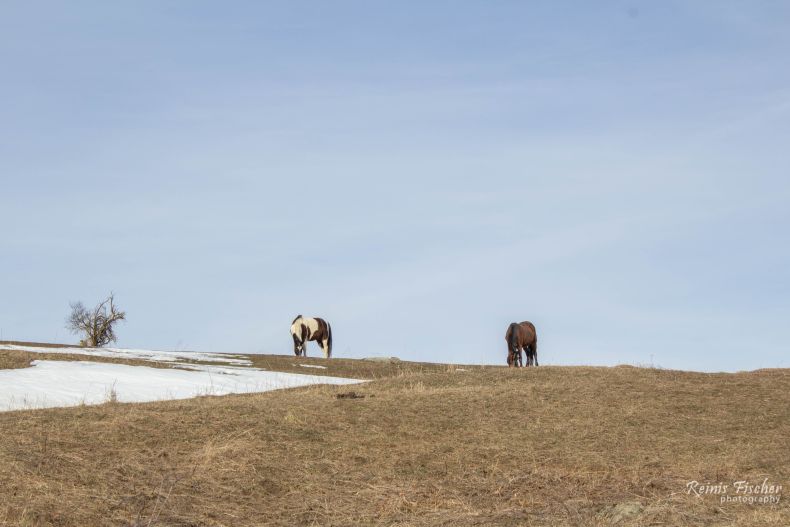 Horses on pasture 