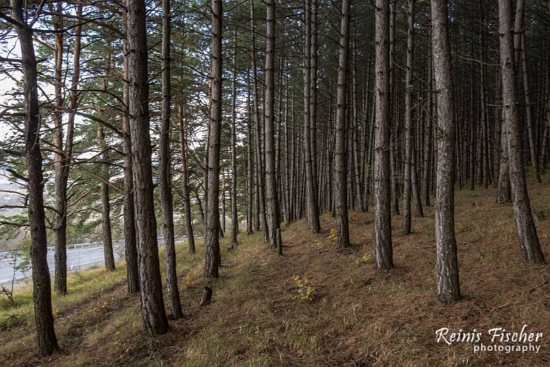 Pine forest in Tianeti